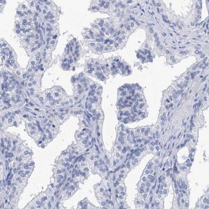 Anti-SPATA7 antibody produced in rabbit 