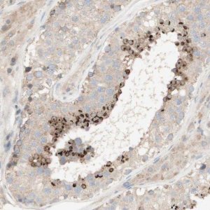 Anti-SPATA9 antibody produced in rabbit 