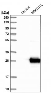 Anti-SPATC1L antibody produced in rabbit 