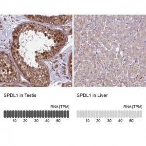 Anti-SPDL1 antibody produced in rabbit 