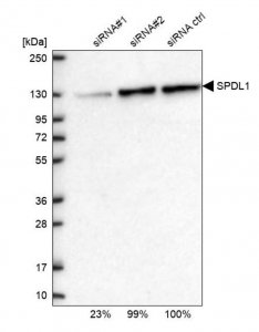 Anti-SPDL1 antibody produced in rabbit 