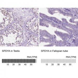 Anti-SPDYA antibody produced in rabbit 