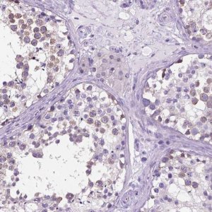 Anti-SPDYA antibody produced in rabbit 