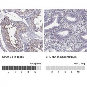 Anti-SPDYE4 antibody produced in rabbit 