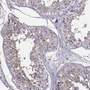 Anti-SPDYE4 antibody produced in rabbit 