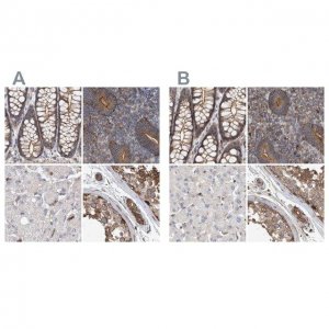 Anti-SPECC1 antibody produced in rabbit 