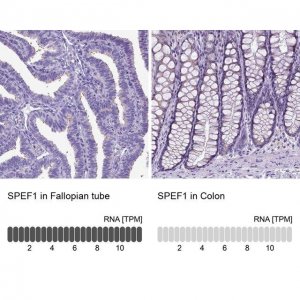 Anti-SPEF1 antibody produced in rabbit 