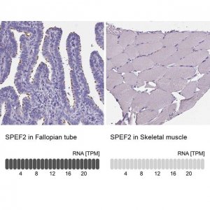 Anti-SPEF2 antibody produced in rabbit 