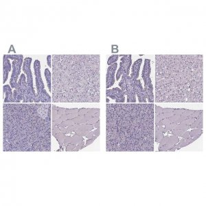Anti-SPEF2 antibody produced in rabbit 