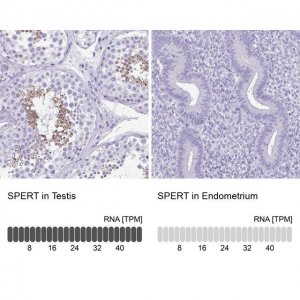 Anti-SPERT antibody produced in rabbit 