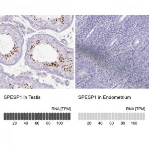 Anti-SPESP1 antibody produced in rabbit 