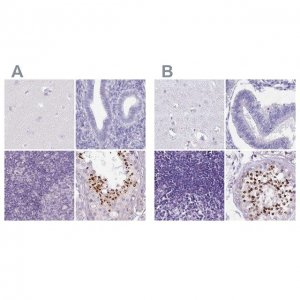 Anti-SPESP1 antibody produced in rabbit 