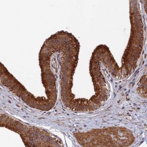 Anti-SPG21 antibody produced in rabbit 