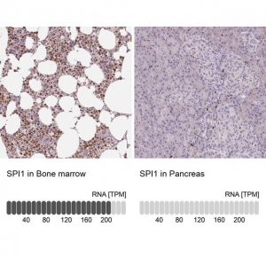 Anti-SPI1 antibody produced in rabbit 