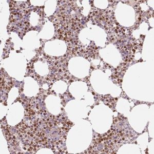 Anti-SPI1 antibody produced in rabbit 