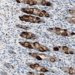Anti-SPINK4 antibody produced in rabbit 