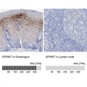 Anti-SPINK7 antibody produced in rabbit 