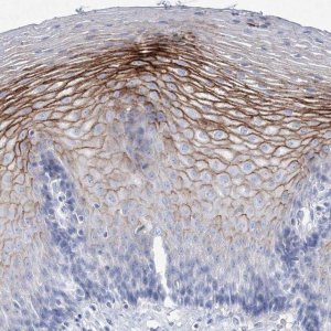 Anti-SPINK7 antibody produced in rabbit 