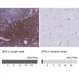 Anti-SPN antibody produced in rabbit 