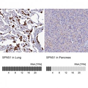 Anti-SPNS1 antibody produced in rabbit 