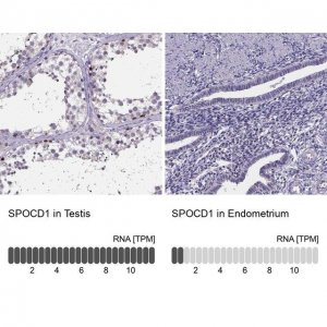 Anti-SPOCD1 antibody produced in rabbit 