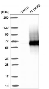 Anti-SPOCK2 antibody produced in rabbit 