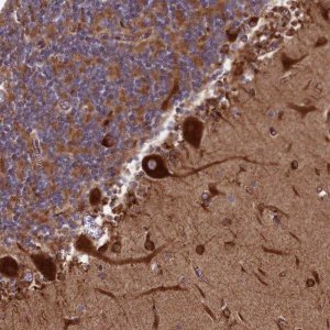 Anti-SPOCK2 antibody produced in rabbit 