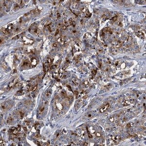 Anti-SPON2 antibody produced in rabbit 