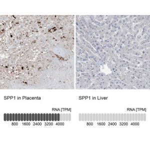 Anti-SPP1 antibody produced in rabbit 