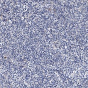 Anti-SPP1 antibody produced in rabbit 