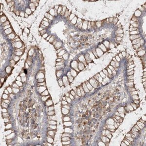 Anti-SPPL2A antibody produced in rabbit 
