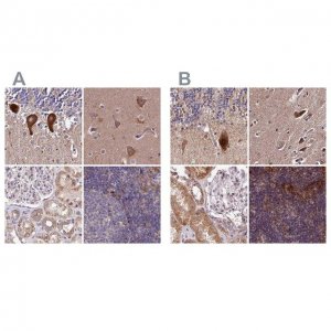 Anti-SPRYD3 antibody produced in rabbit 