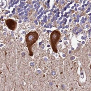 Anti-SPRYD3 antibody produced in rabbit 