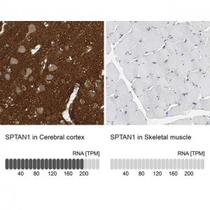 Anti-SPTAN1 antibody produced in rabbit 