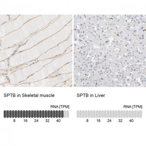 Anti-SPTB antibody produced in rabbit 