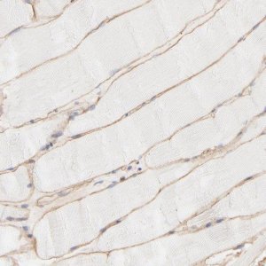 Anti-SPTB antibody produced in rabbit 
