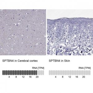 Anti-SPTBN4 antibody produced in rabbit 