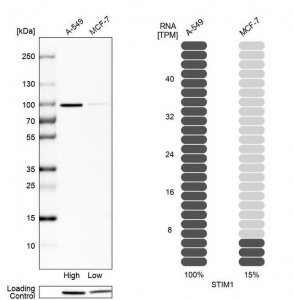 Anti-STIM1 antibody produced in rabbit 