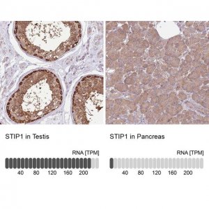 Anti-STIP1 antibody produced in rabbit 