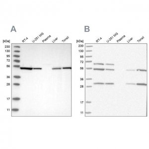 Anti-STK24 antibody produced in rabbit 