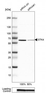 Anti-STK4 antibody produced in rabbit 