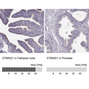 Anti-STMND1 antibody produced in rabbit 