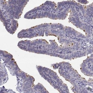 Anti-STMND1 antibody produced in rabbit 