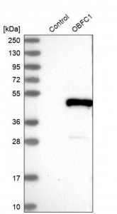 Anti-STN1 antibody produced in rabbit HPA037924-100UL