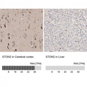 Anti-STON2 antibody produced in rabbit 