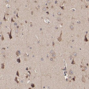 Anti-STON2 antibody produced in rabbit 