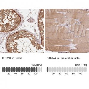 Anti-STRN4 antibody produced in rabbit 