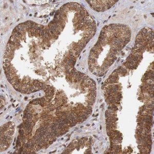 Anti-STX17 antibody produced in rabbit 