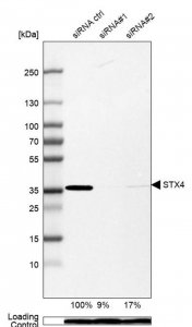 Anti-STX4 antibody produced in rabbit 