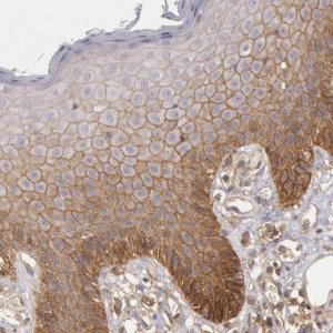 Anti-STX4 antibody produced in rabbit 